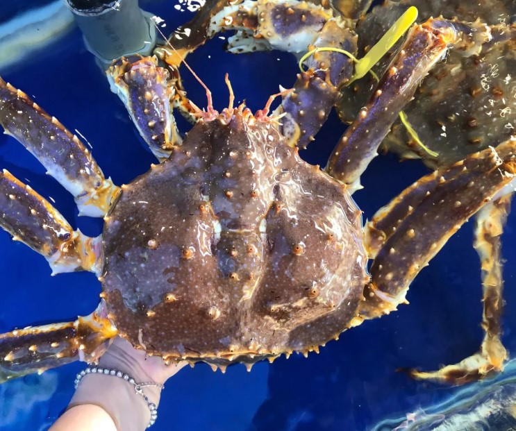 Cua hoàng đế đỏ