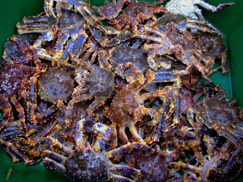 Cua hoàng đế xanh