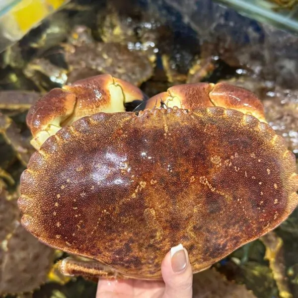 Cua nâu bao nhiêu 1kg