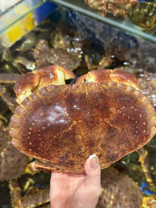 Cua nâu bao nhiêu 1kg