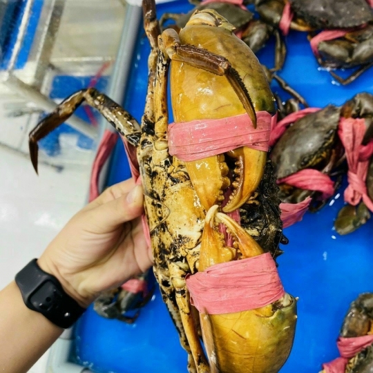 Cua thịt chắc khỏe giàu dinh dưỡng Cua thịt chắc khỏe giàu dinh dưỡng