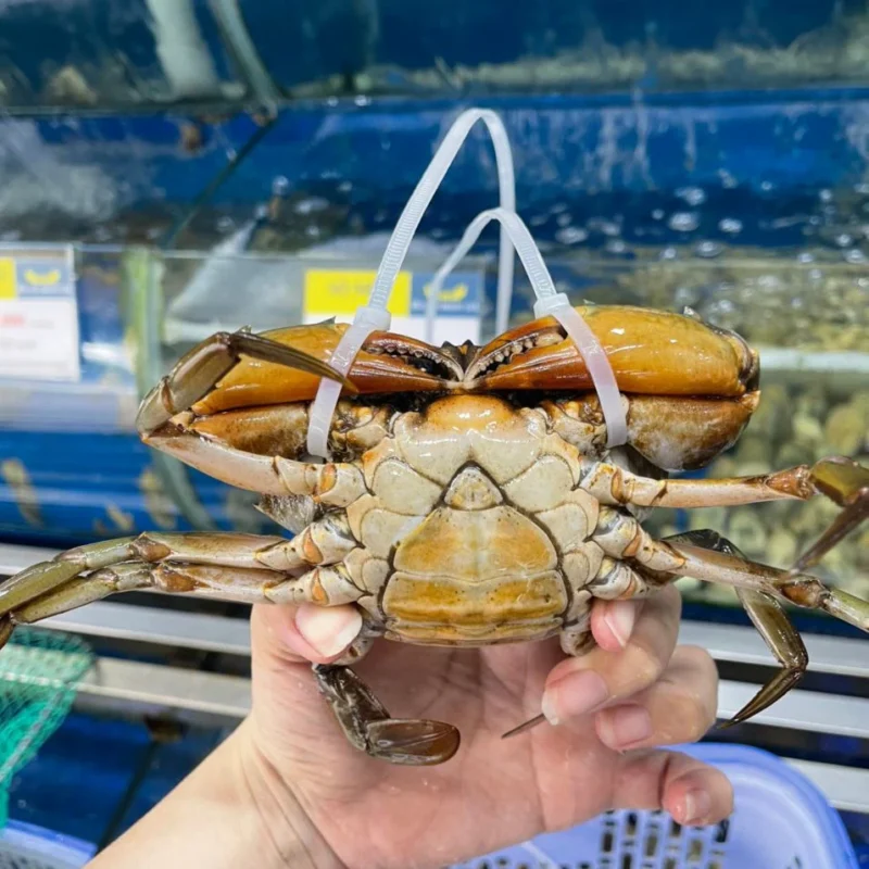 Cua yếm vuông