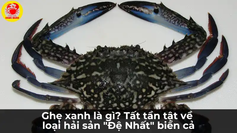 Cận cảnh ghẹ xanh tươi sống với các đốm hoa văn trắng đặc trưng trên mai xanh.