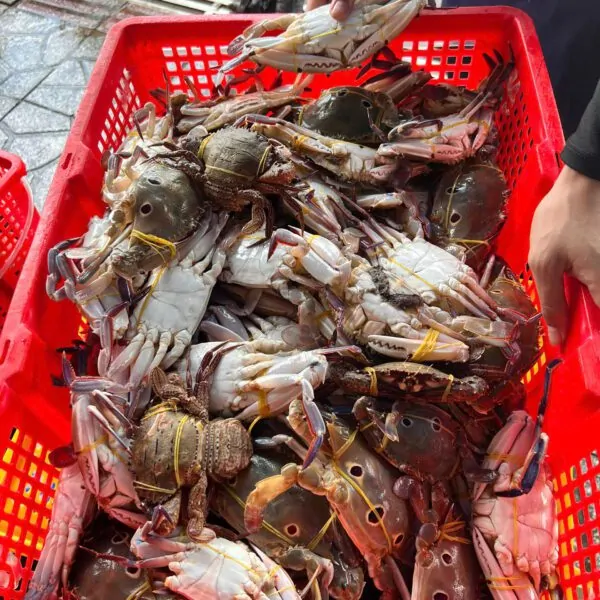 Ghẹ ba chấm