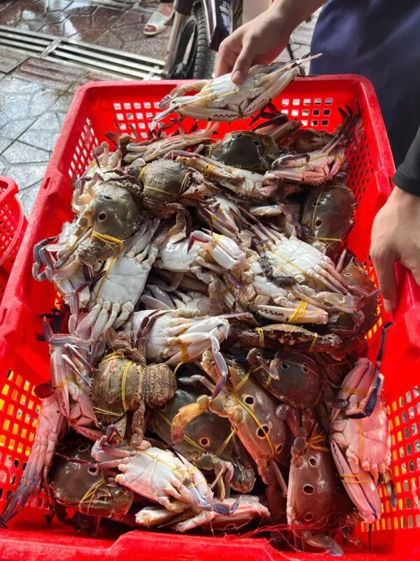 Ghẹ ba chấm