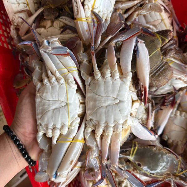 Ghẹ 3 chấm tươi