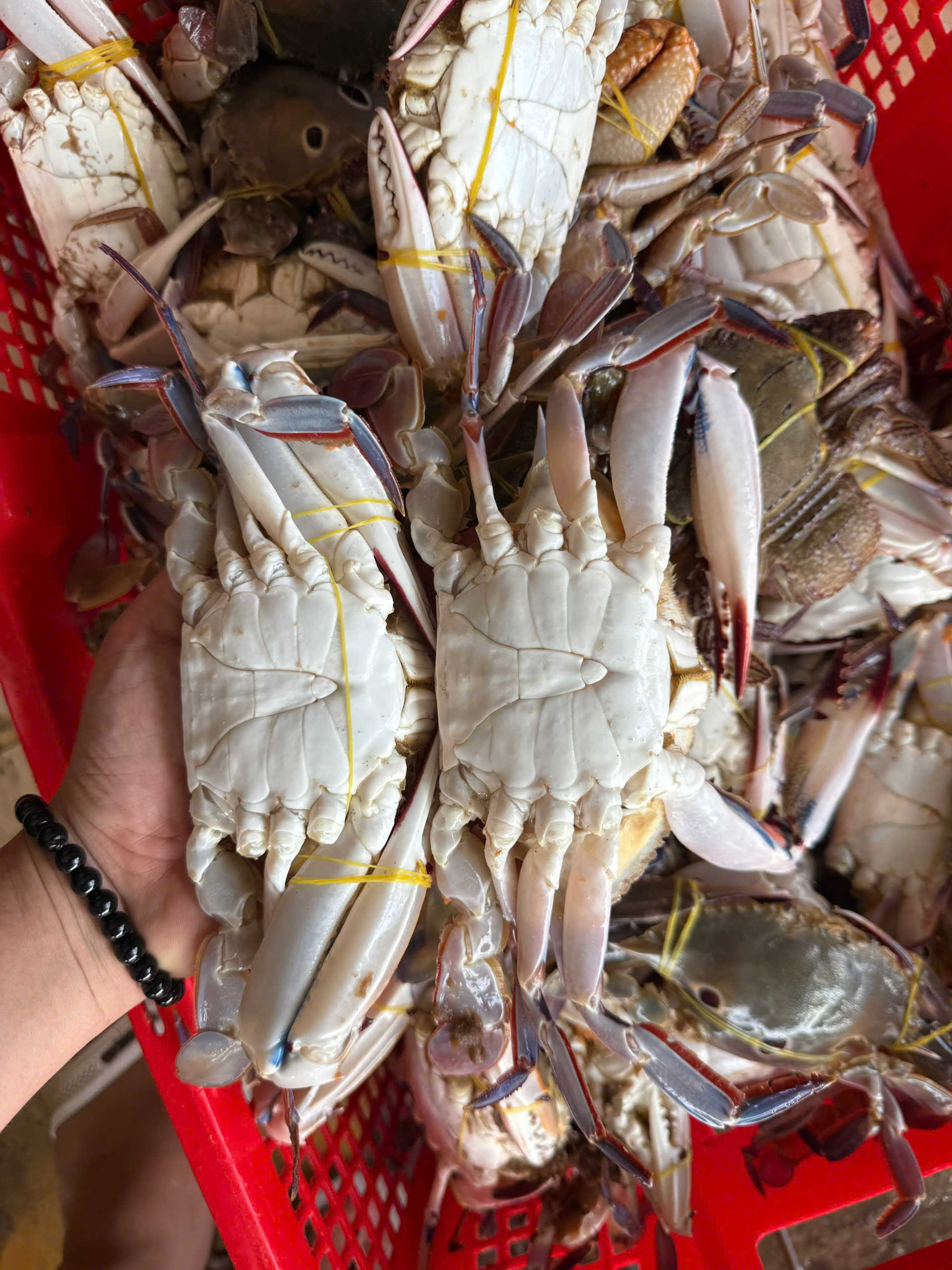 Ghẹ 3 chấm tươi