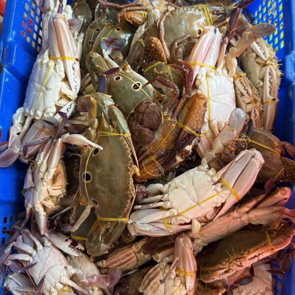 Ghẹ ba chấm tươi