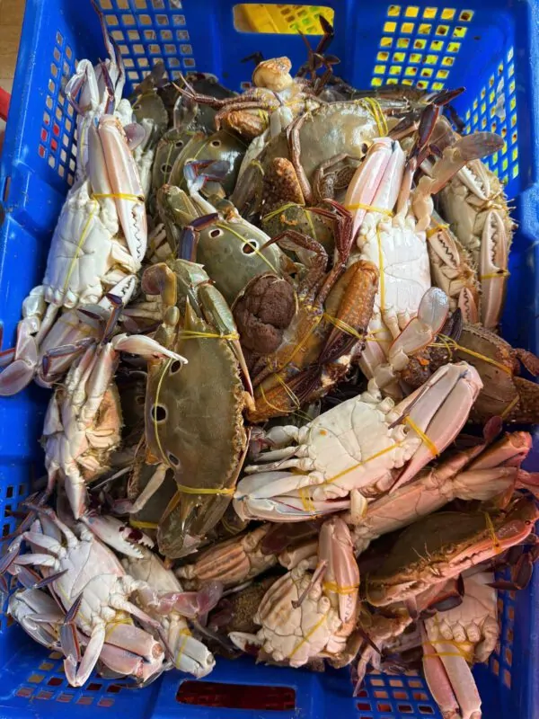 Ghẹ ba chấm tươi