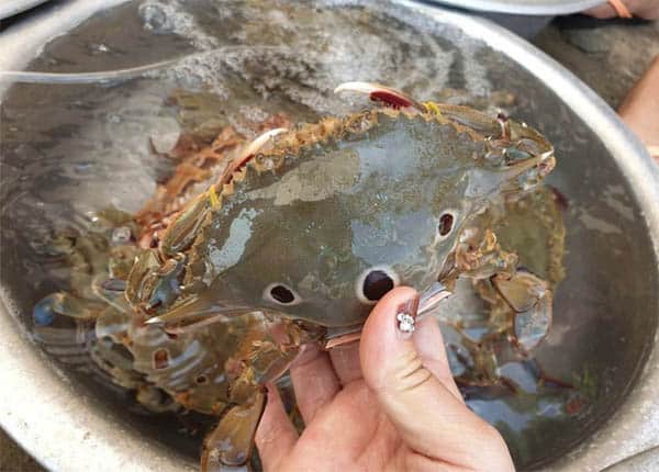 Ghẹ Chấm tươi sống Cần Thơ Ghẹ Chấm tươi sống Cần Thơ