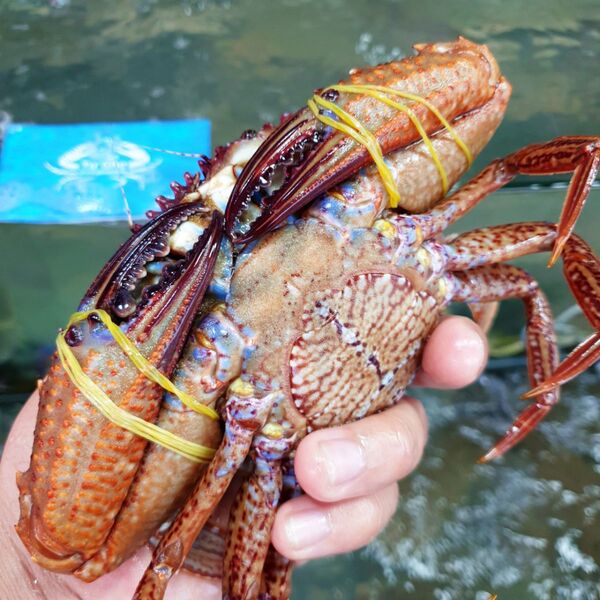 Ghẹ đá đỏ Ghẹ đá đỏ