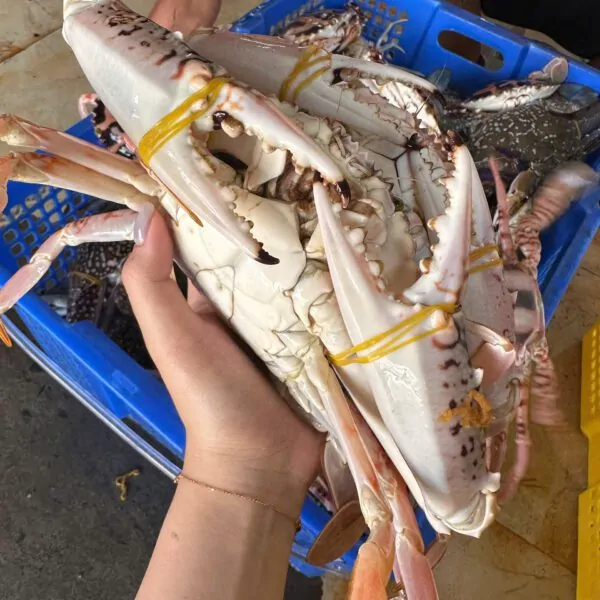 Ghẹ đỏ cồ