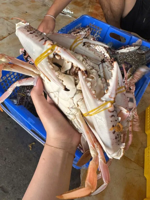 Ghẹ đỏ cồ
