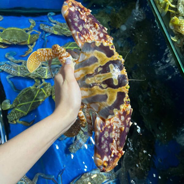 Ghẹ đỏ Đăng Quân