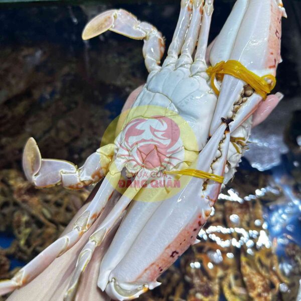 Ghẹ đỏ cồ giàu dinh dưỡng