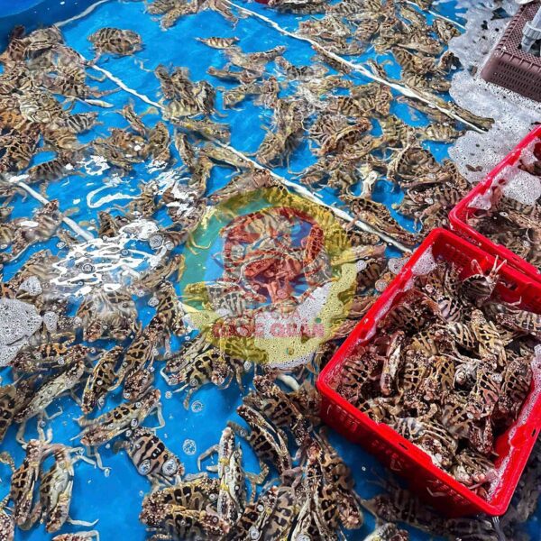 Cách sơ chế ghẹ đỏ cồ