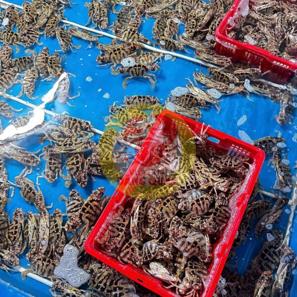 Ghẹ đỏ cồ giá bao nhiêu 1kg