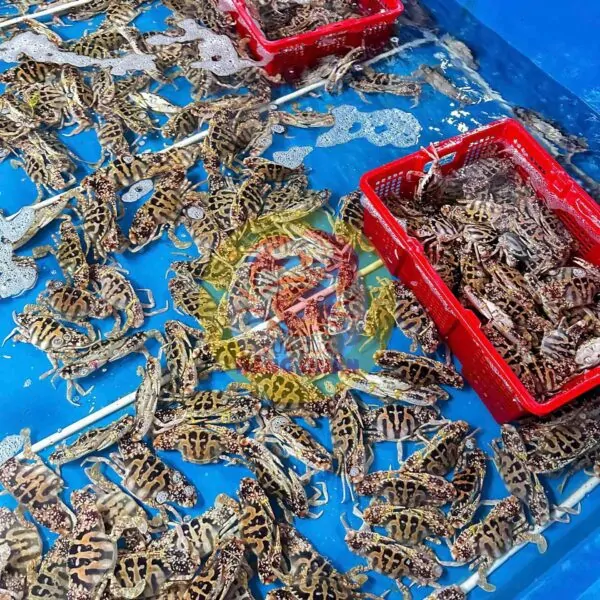 Ghẹ đỏ cồ size to