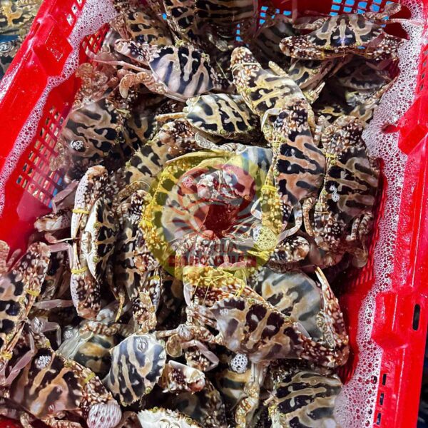 Ghẹ đỏ cồ tươi mỗi ngày