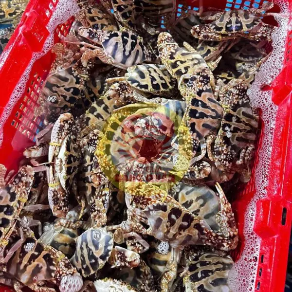 Ghẹ đỏ cồ tươi mỗi ngày