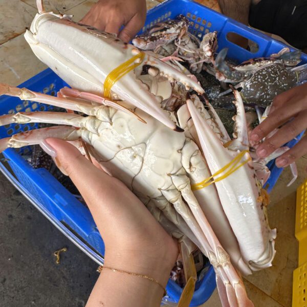 Ghẹ đỏ cồ tươi