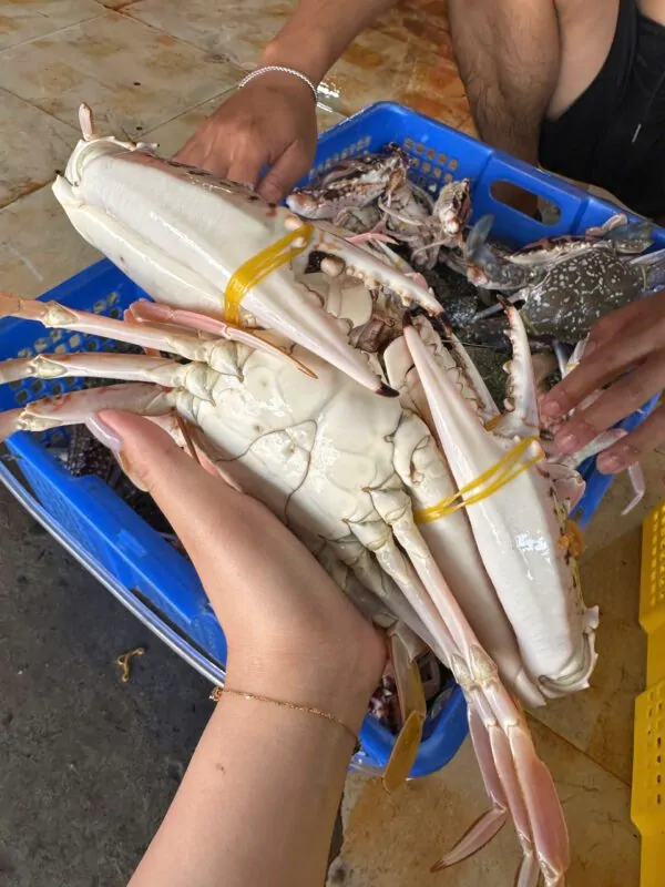 Ghẹ đỏ cồ tươi