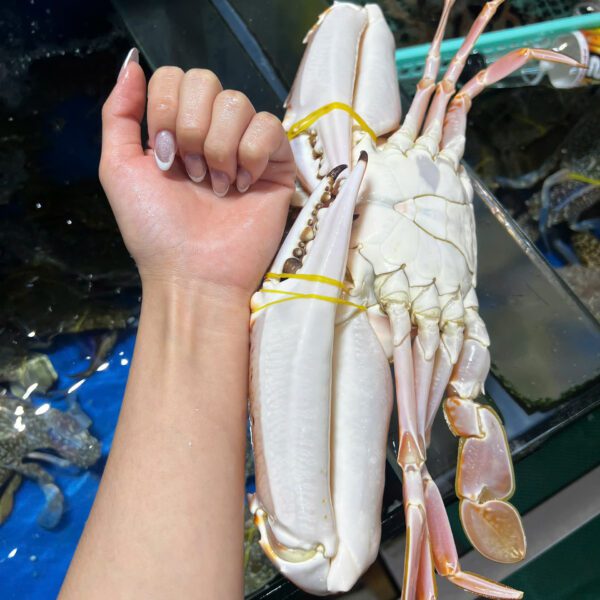 Ghẹ đỏ size to Đăng Quân