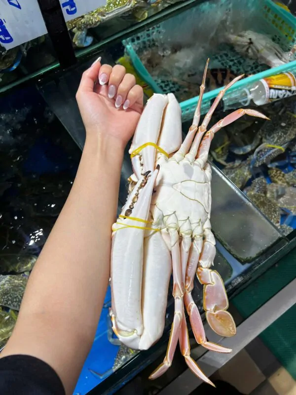 Ghẹ đỏ size to Đăng Quân Cần Thơ