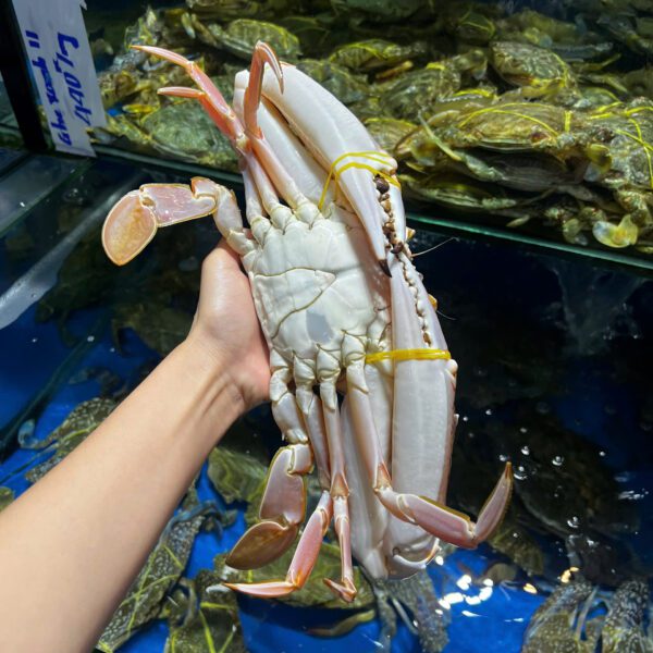 Ghẹ đỏ size to Đăng Quân Cần Thơ tươi