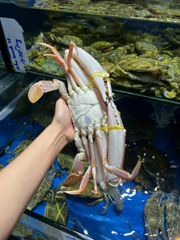 Ghẹ đỏ size to Đăng Quân Cần Thơ tươi