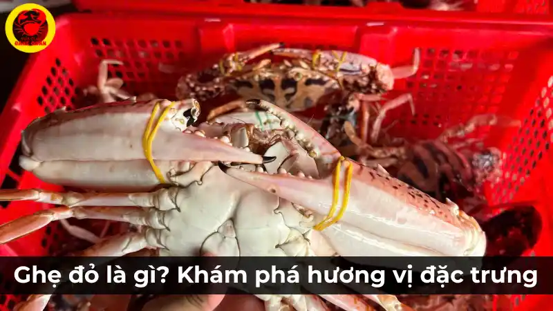 Ghẹ đỏ là gì? Khám phá hương vị đặc trưng của ghẹ đỏ.