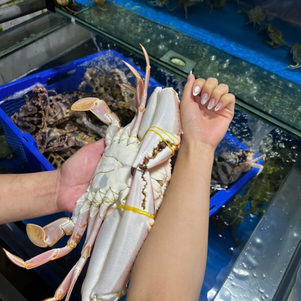 Ghẹ đỏ cỡ đại Đăng Quân Cần Thơ tươi