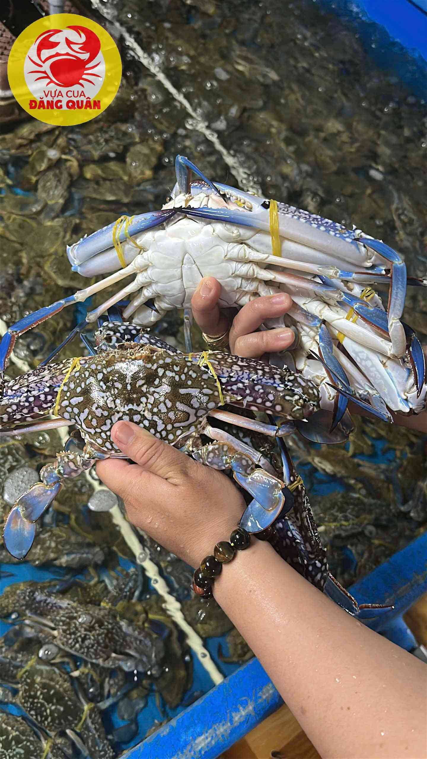 Cách chế biến ghẹ xanh