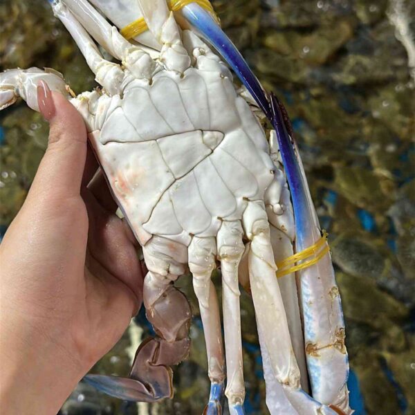 Ghẹ xanh chất lượng hàng đầu khu vực Cần Thơ