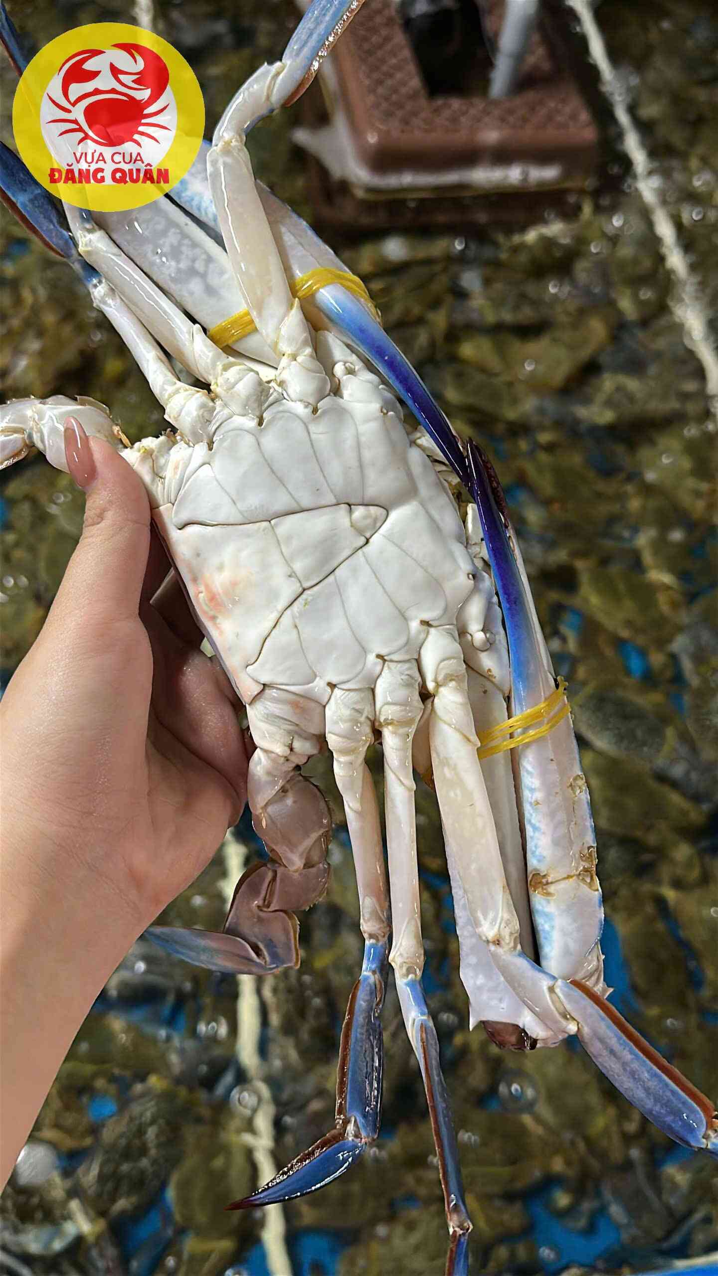 Ghẹ xanh chất lượng hàng đầu khu vực Cần Thơ