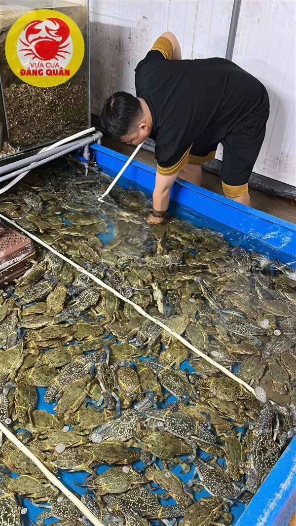 Ghẹ xanh chất lượng hàng đầu