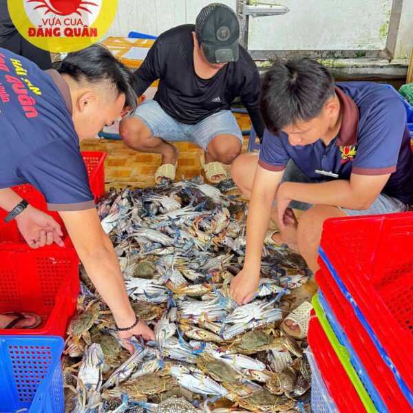 Ghẹ xanh tươi ngon tại vựa