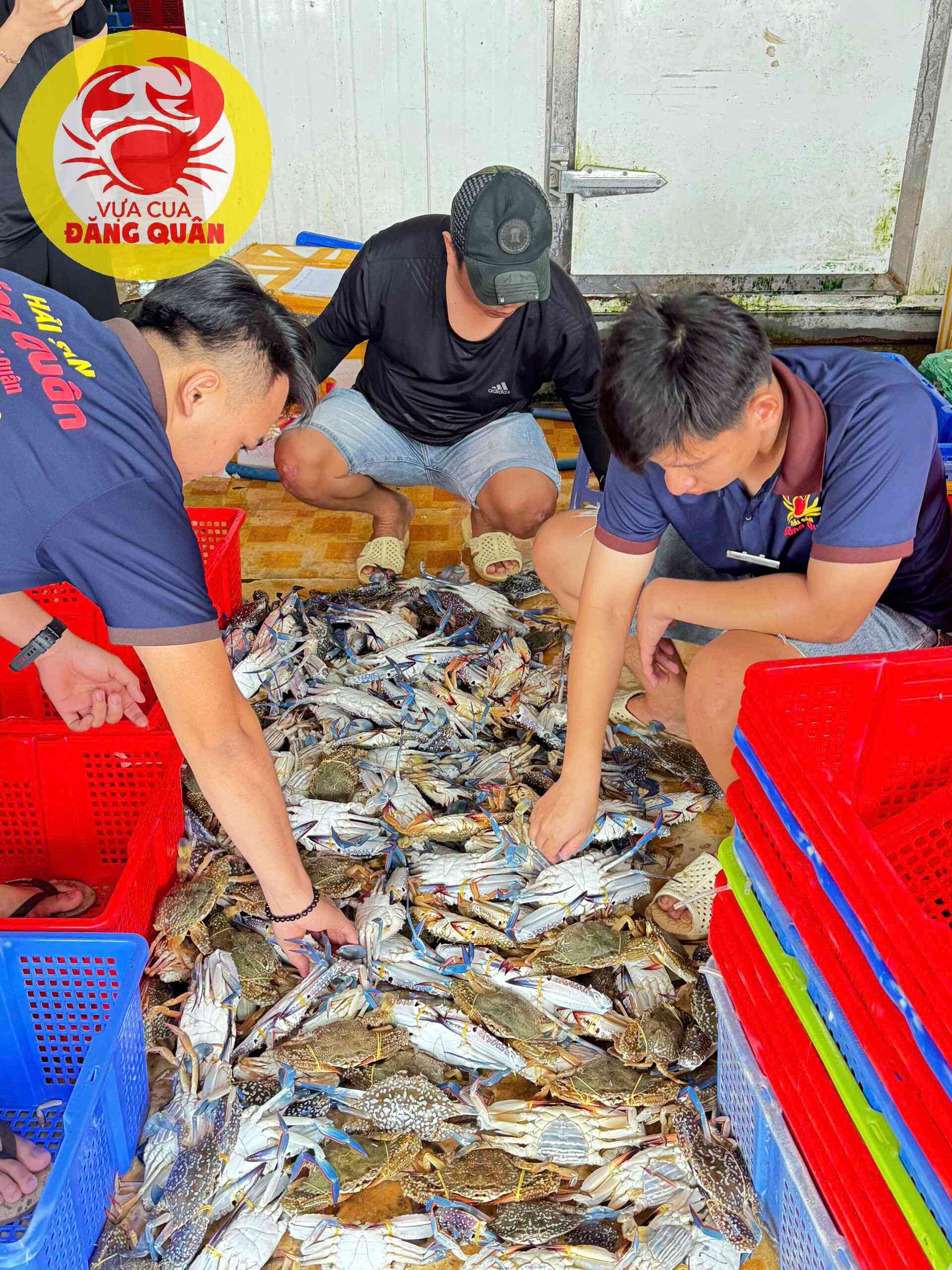 Ghẹ xanh tươi ngon tại vựa