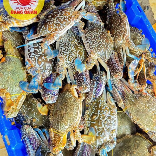 Ghẹ xanh tươi sống