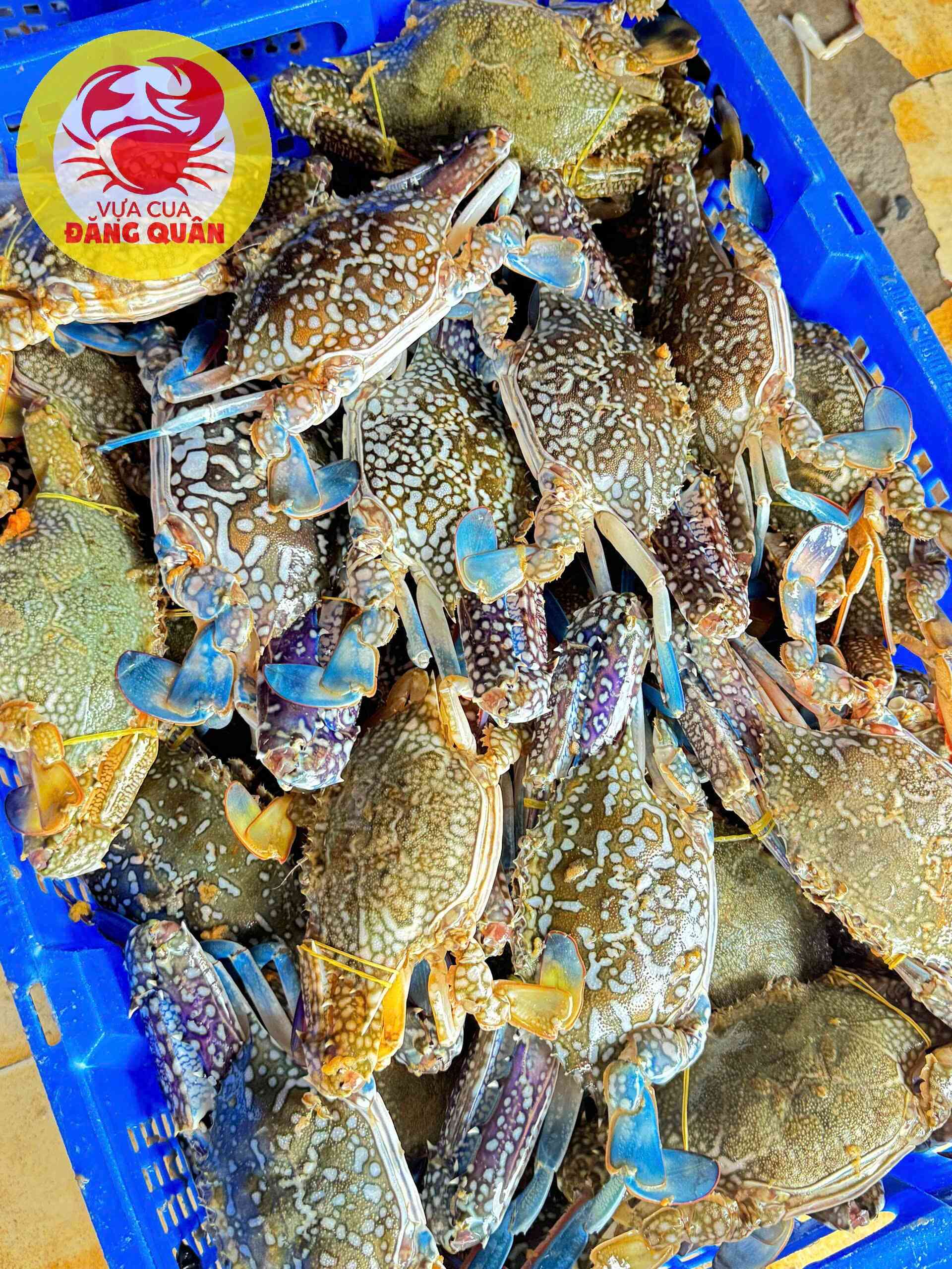 Ghẹ xanh tươi sống