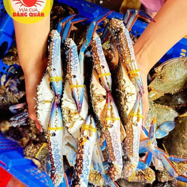 Ghẹ xanh