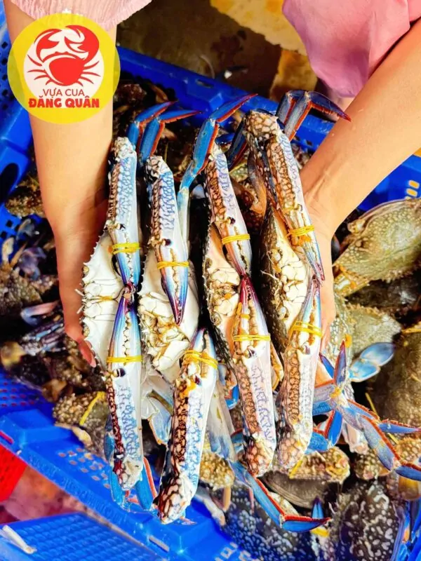 Ghẹ xanh