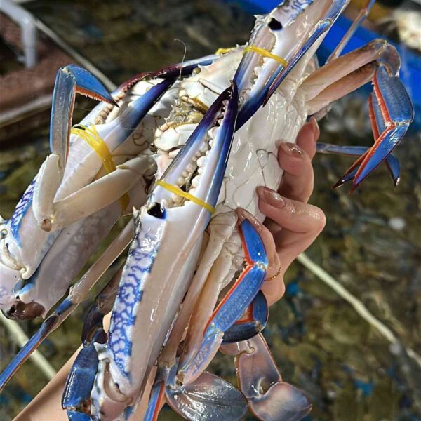 Đặc sản ghẹ xanh Cần Thơ