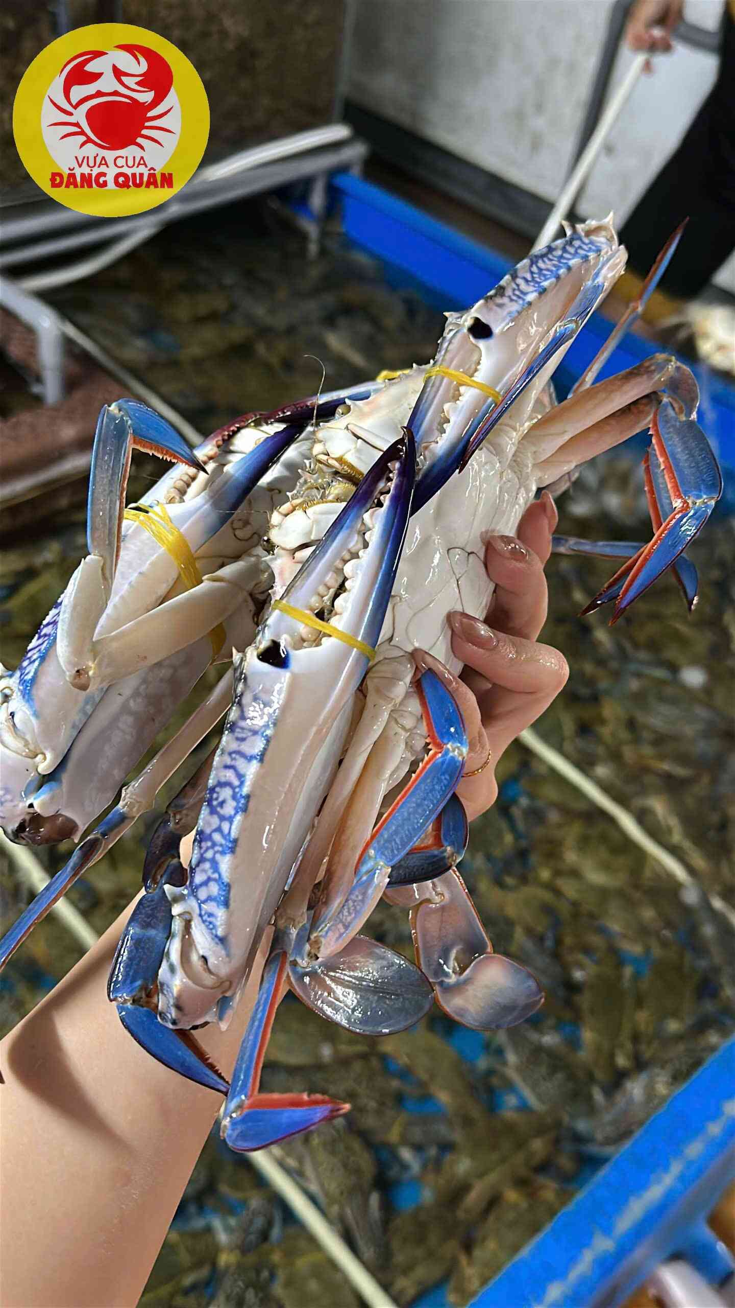 Đặc sản ghẹ xanh Cần Thơ