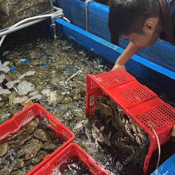 Ghẹ xanh về, ăn liền nha!