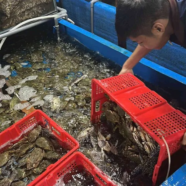 Ghẹ xanh về, ăn liền nha!