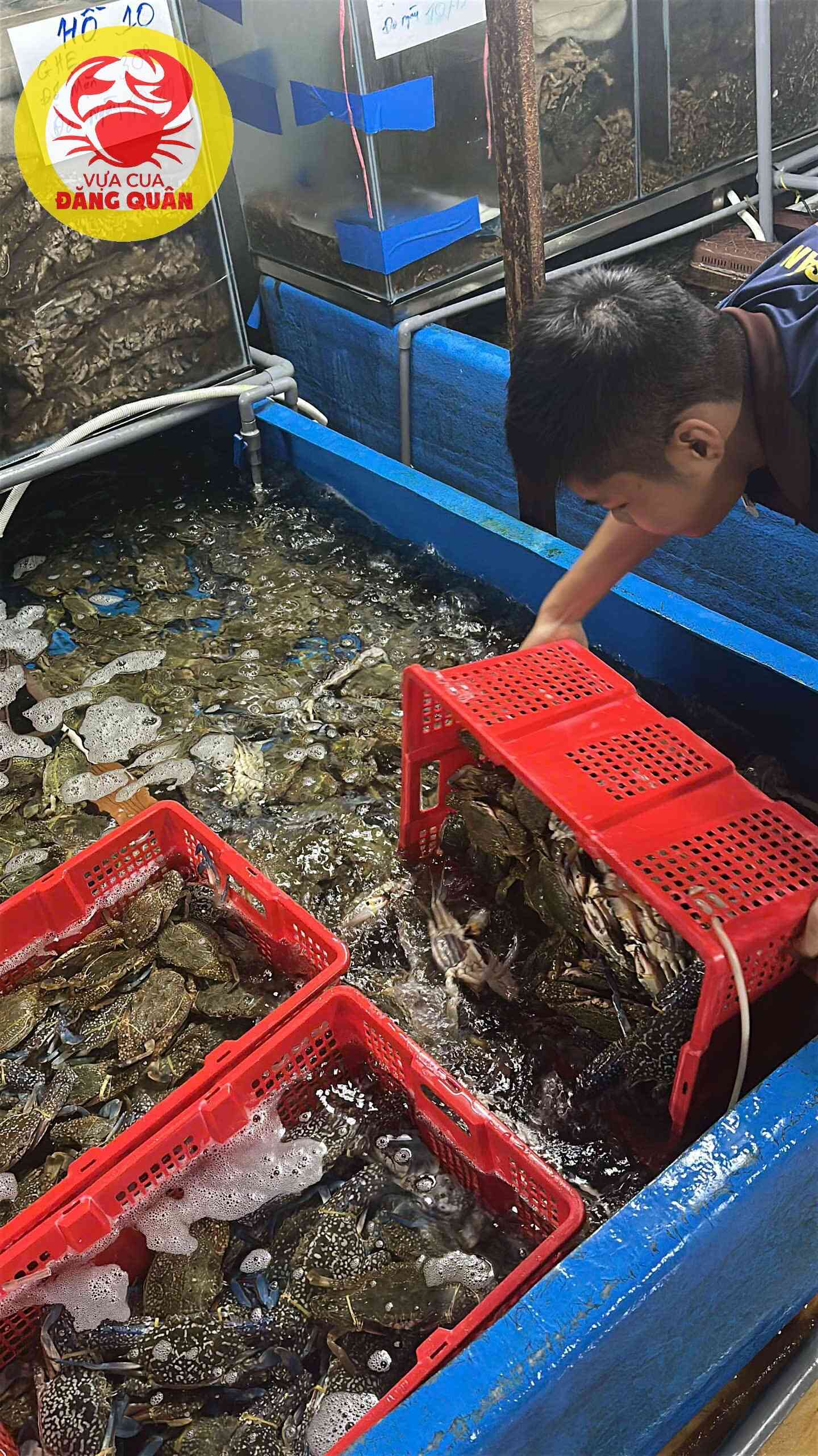 Ghẹ xanh về, ăn liền nha!