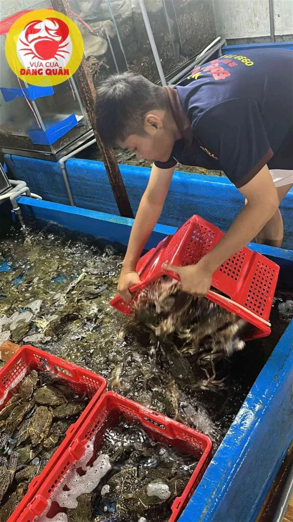 Ghẹ xanh tươi rói mỗi ngày