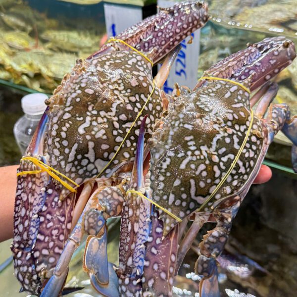 Ghẹ xanh cỡ đại