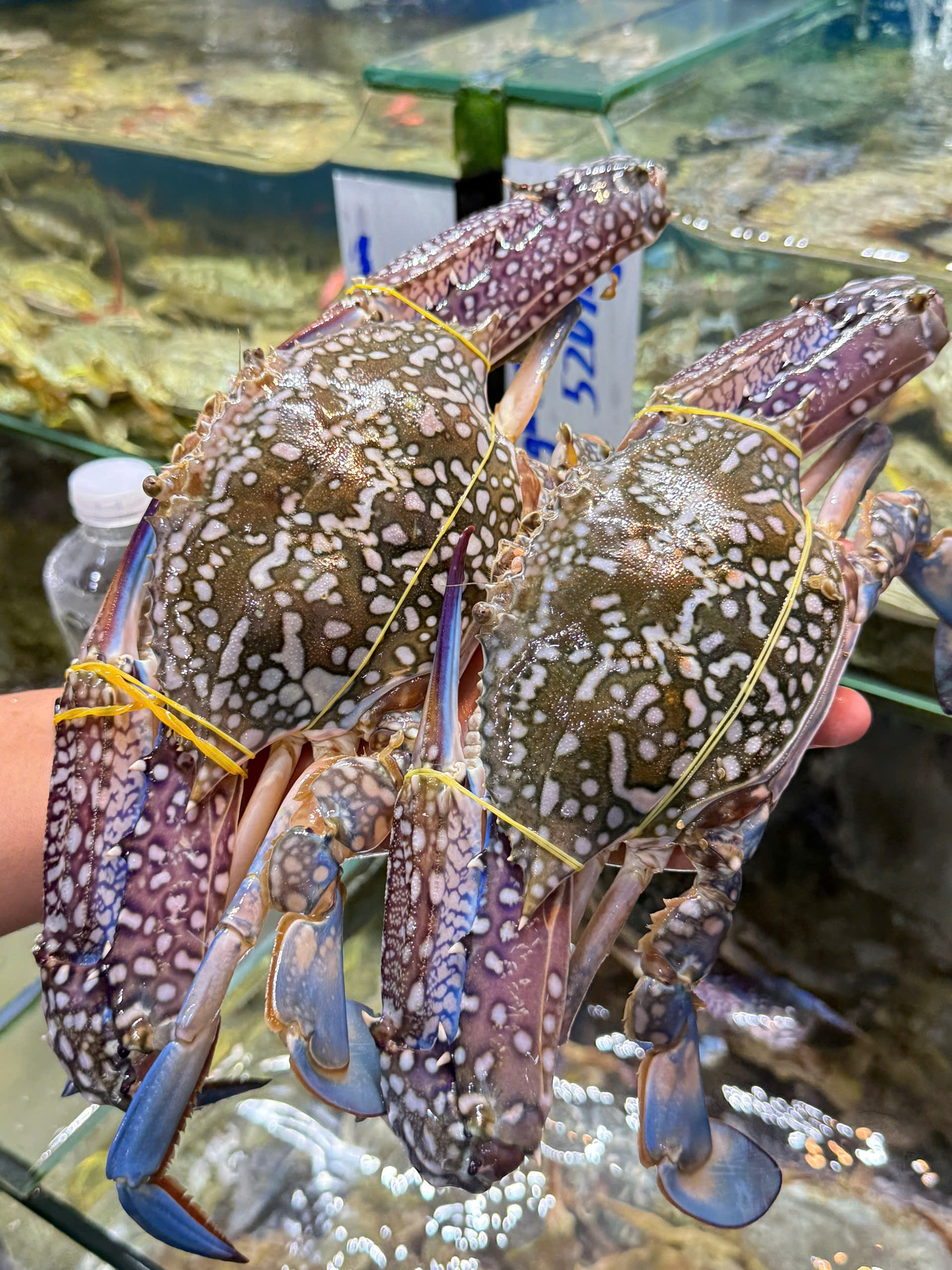 Ghẹ xanh cỡ đại